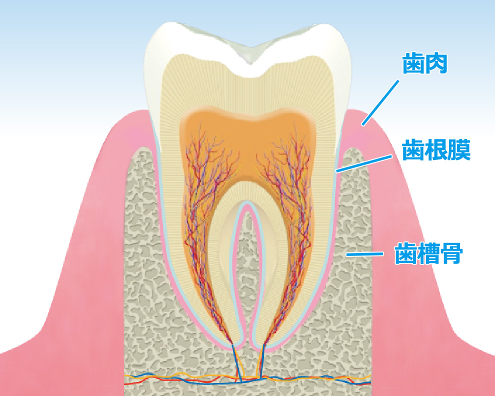 歯を失う原因の約半数とも言われる歯周病